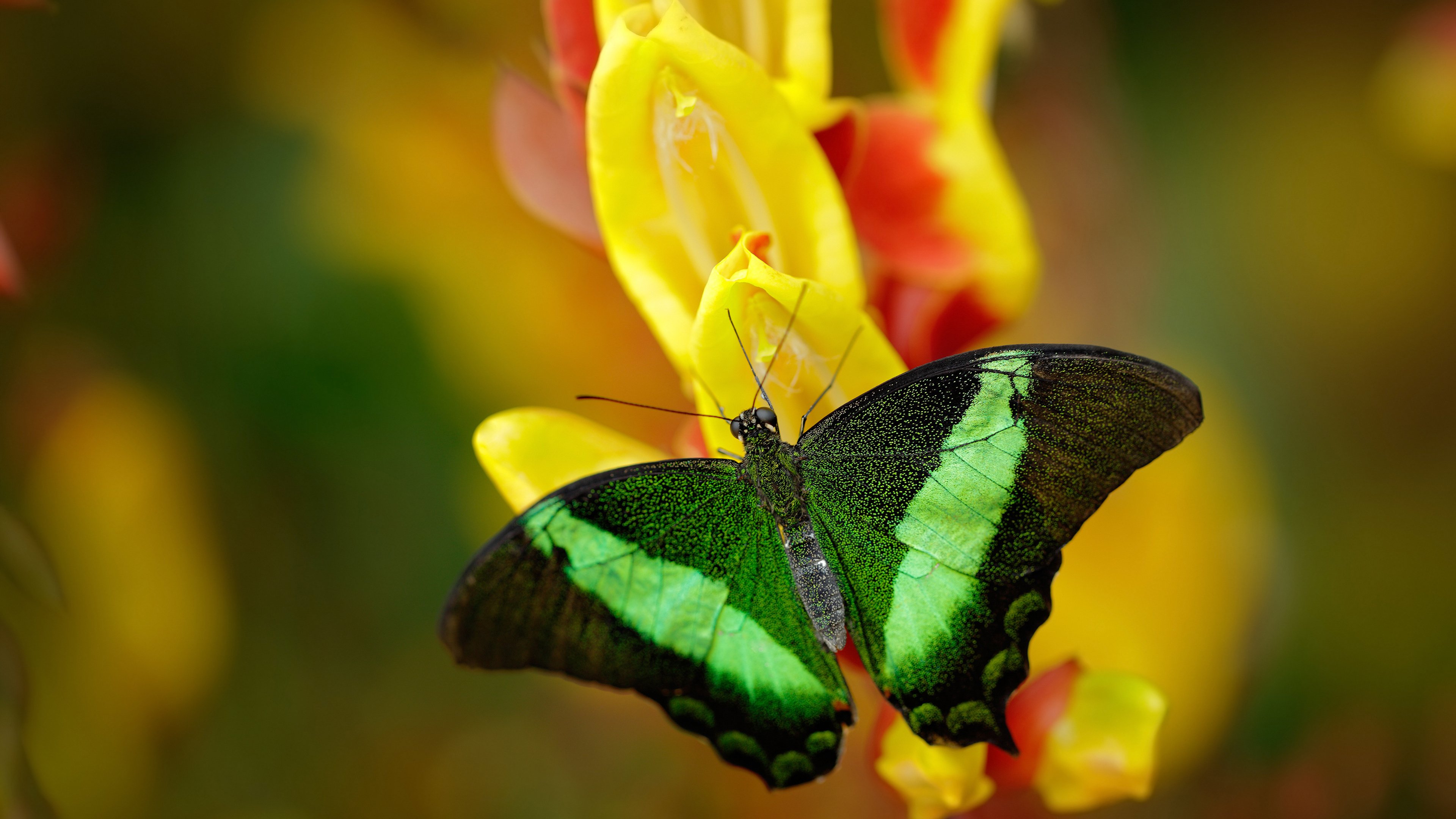 马刺对阵独行侠，班凯罗如何以独特节奏掌控全场